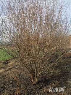 高度350厘米丛生紫薇