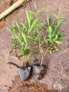 高度25厘米马鞭草