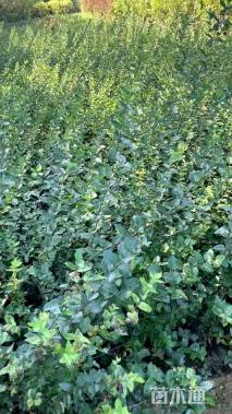 高度60厘米蓝叶忍冬