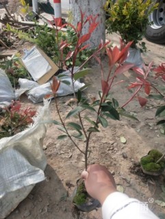 高度30厘米红叶石楠绿篱苗