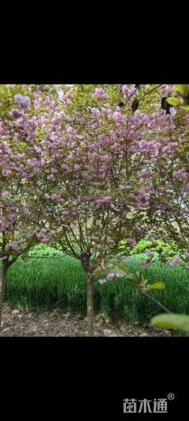 12公分日本晚樱