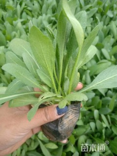 高度10厘米宿根天人菊