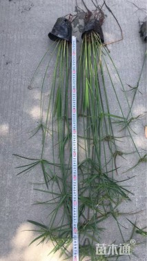 高度60厘米旱伞草