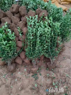 高度40厘米卫矛