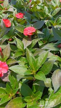 高度20厘米凤仙花