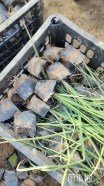 高度20厘米火炬花