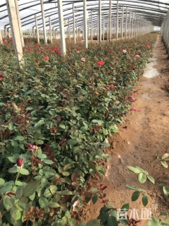 高度20厘米大花月季