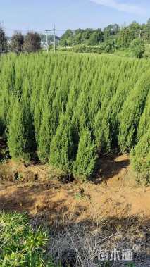 高度200厘米塔柏