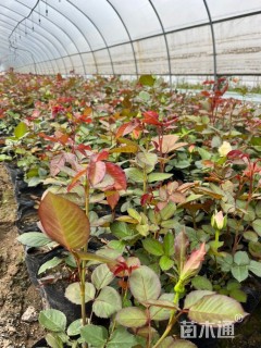 高度30厘米月季