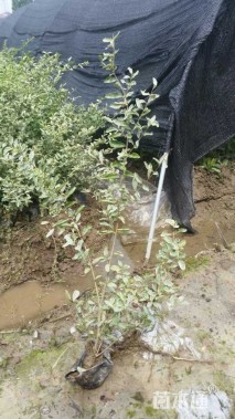 高度40厘米银姬小蜡