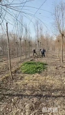 11公分金丝垂柳