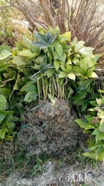 高度40厘米八角金盘小苗