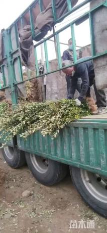 高度60厘米大叶黄杨