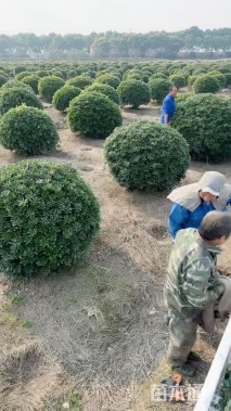 冠幅180厘米海桐球