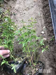 高度30厘米云南黄馨