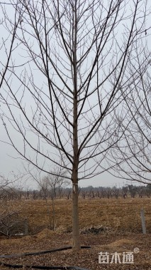 20公分枫杨