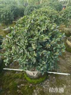 冠幅70厘米茶梅球