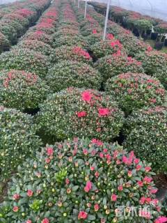 冠幅100厘米杜鹃球