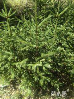 高度450厘米云杉