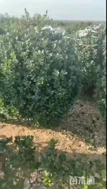 高度100厘米大叶黄杨