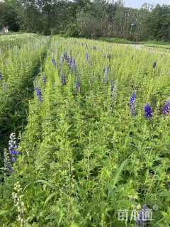 高度30厘米飞燕草