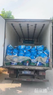 高度40厘米地肤