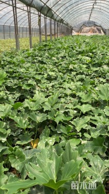 高度20厘米春羽