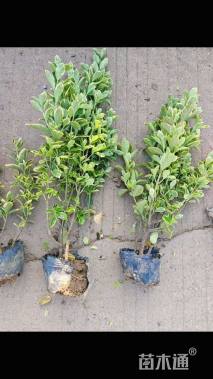 高度35厘米金边黄杨小苗