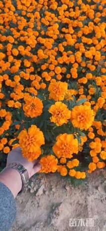 高度20厘米孔雀草