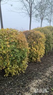 高度150厘米五角枫球