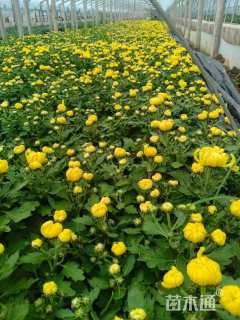 高度20厘米千头菊