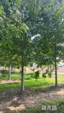 15公分美国红枫