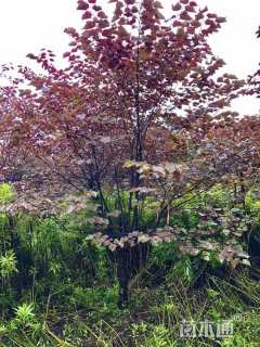 12公分紫叶加拿大紫荆