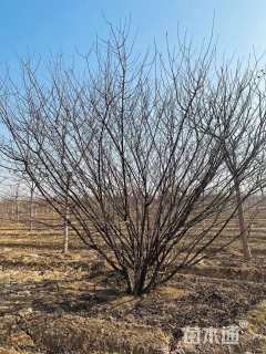 高度400厘米丛生榆叶梅