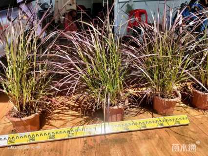 高度40厘米紫叶狼尾草