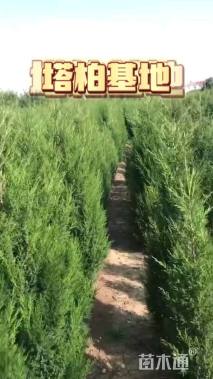 高度60厘米塔柏