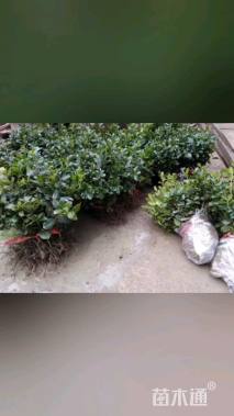 冠幅50厘米无刺枸骨球