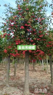 高度150厘米嫁接陕西卫矛