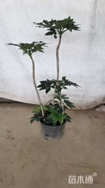 高度80厘米八角金盘