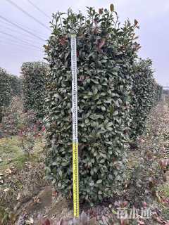 高度220厘米红叶石楠柱