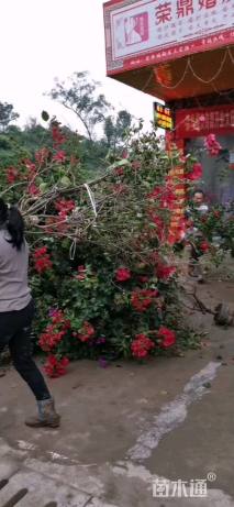 高度155厘米四季红