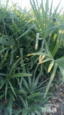 裸干高10厘米棕榈