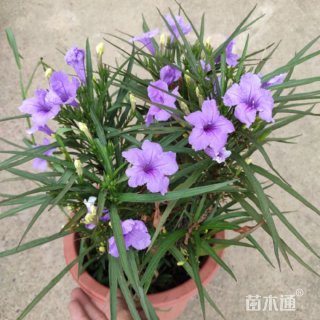 高度20厘米翠芦莉