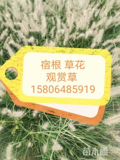 高度40厘米花叶芦竹