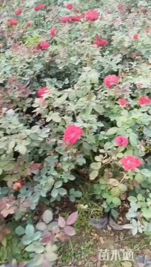 高度30厘米大花月季