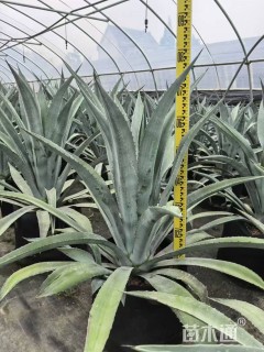 高度60厘米龙舌兰