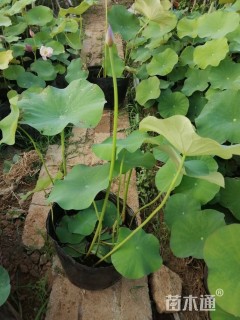 高度100厘米荷花