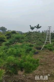 高度120厘米黑松