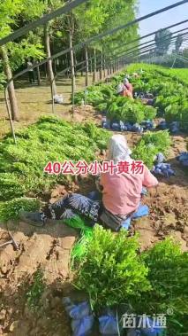 高度40厘米高山黄杨