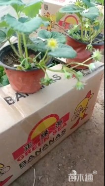 高度20厘米草莓